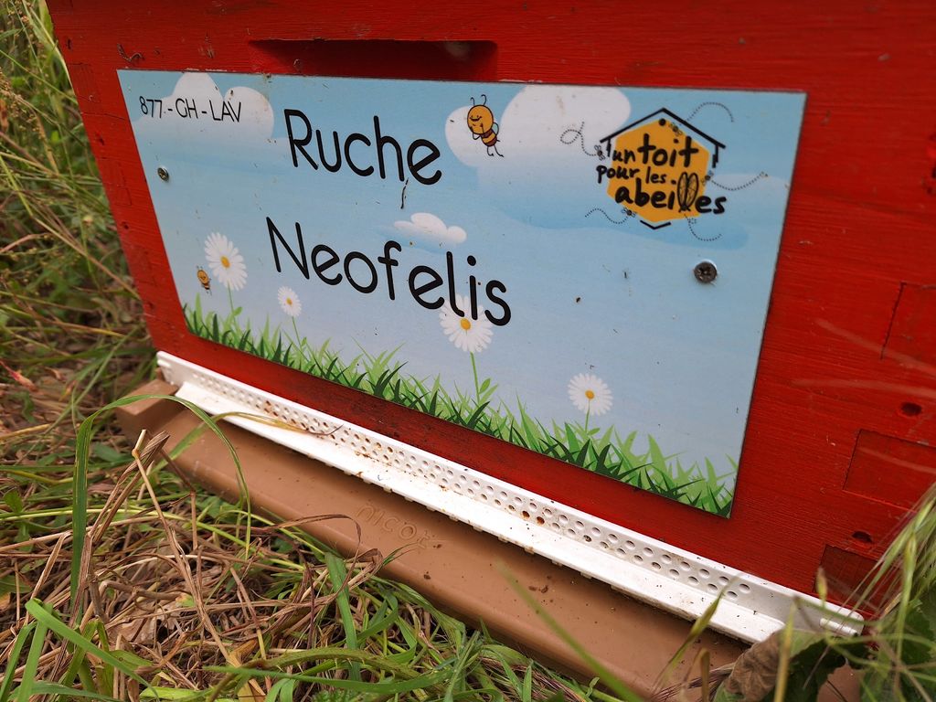 La ruche Neofelis