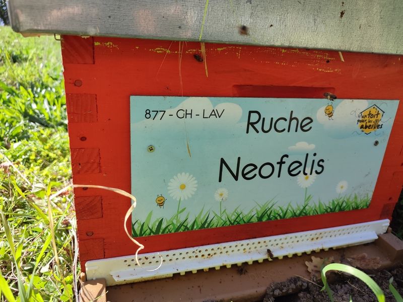 La ruche Neofelis