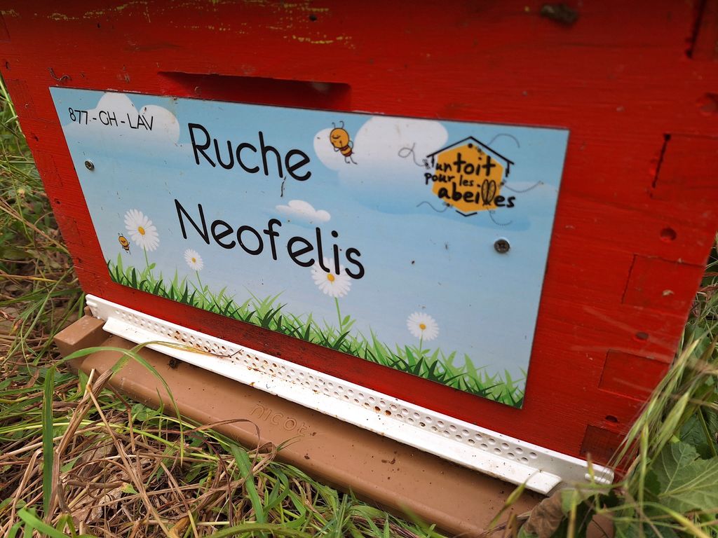 La ruche Neofelis