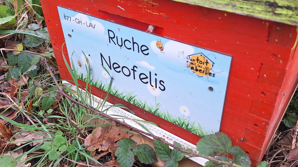 La ruche Neofelis