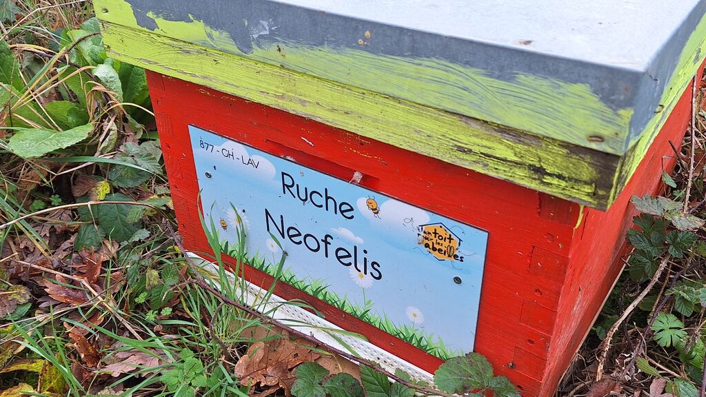 La ruche Neofelis