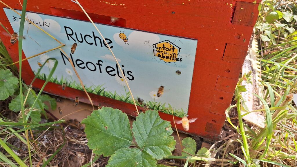 La ruche Neofelis