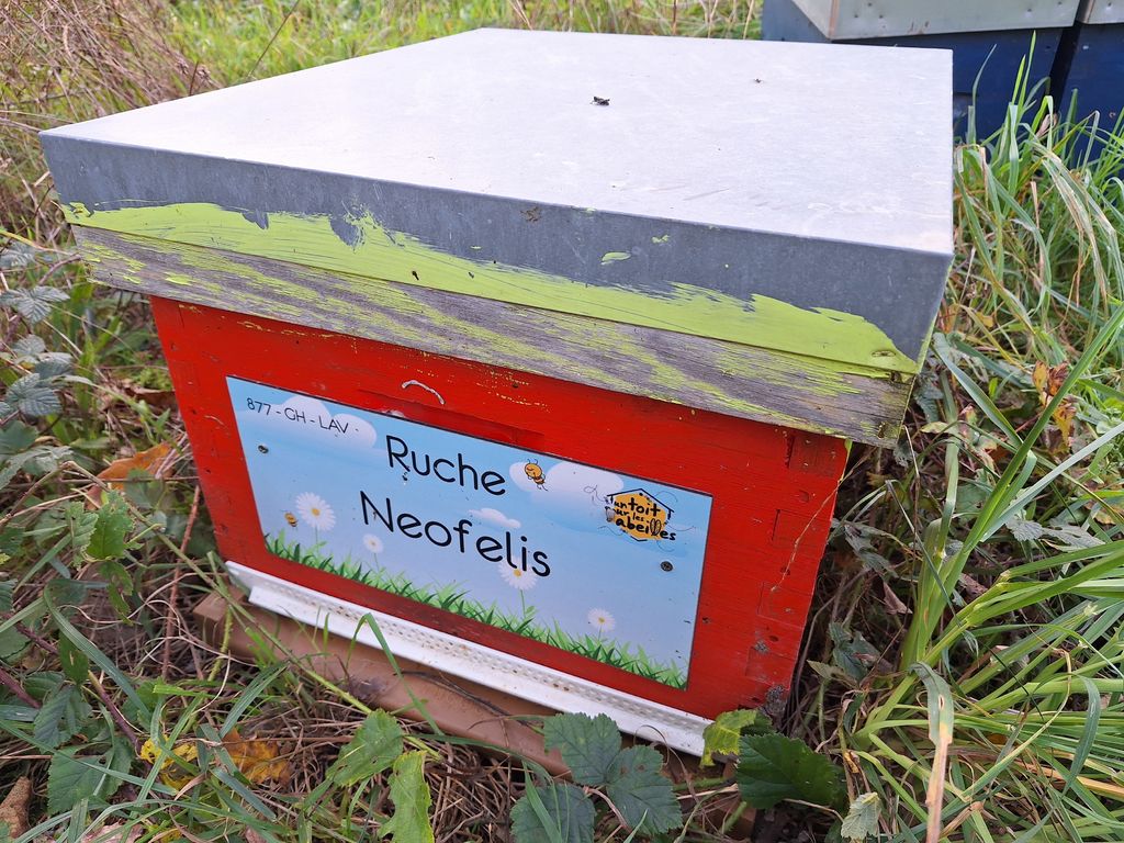 La ruche Neofelis