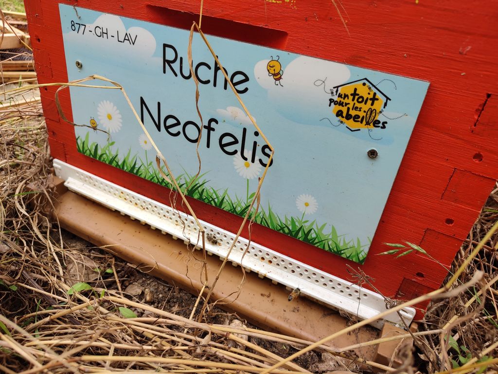 La ruche Neofelis