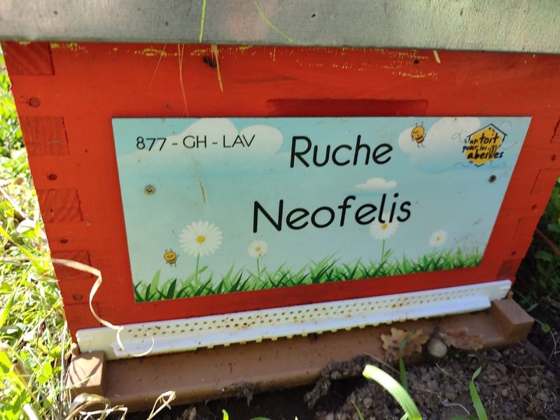 La ruche Neofelis