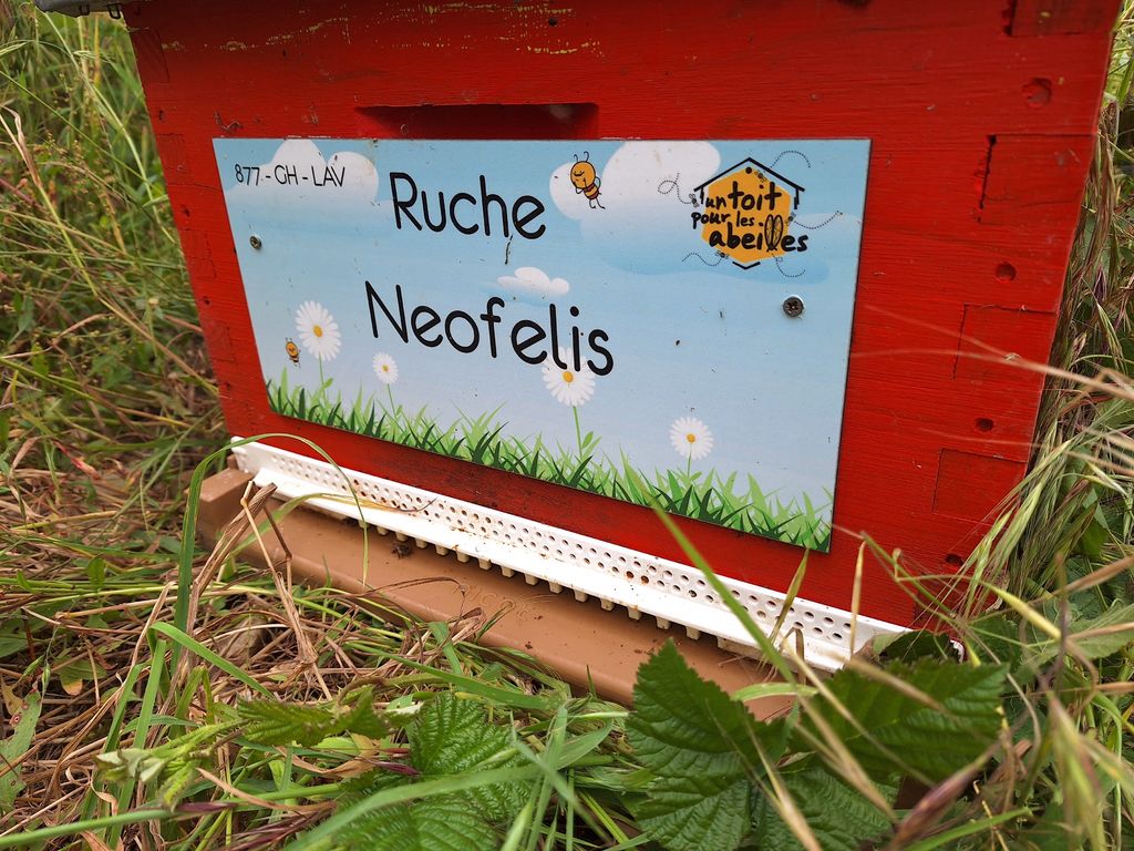 La ruche Neofelis