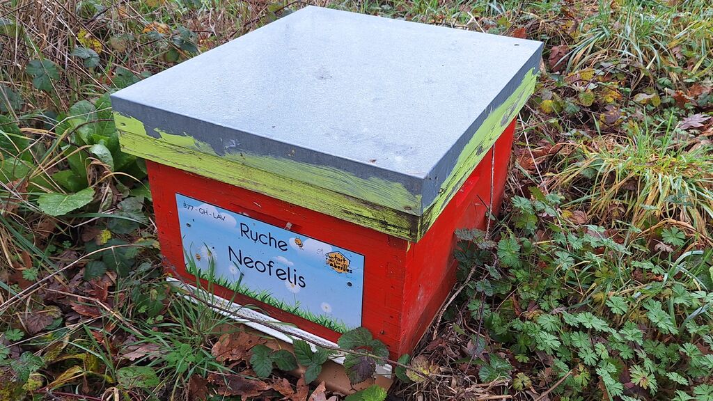La ruche Neofelis