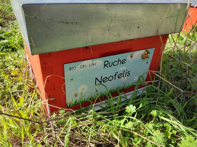 La ruche Neofelis