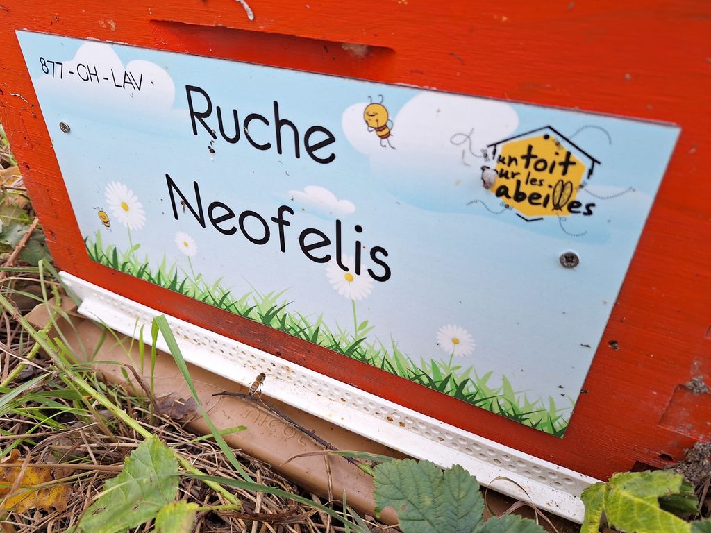La ruche Neofelis