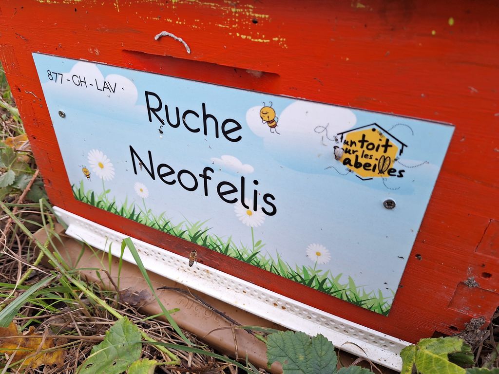 La ruche Neofelis
