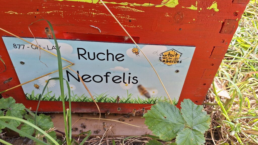 La ruche Neofelis