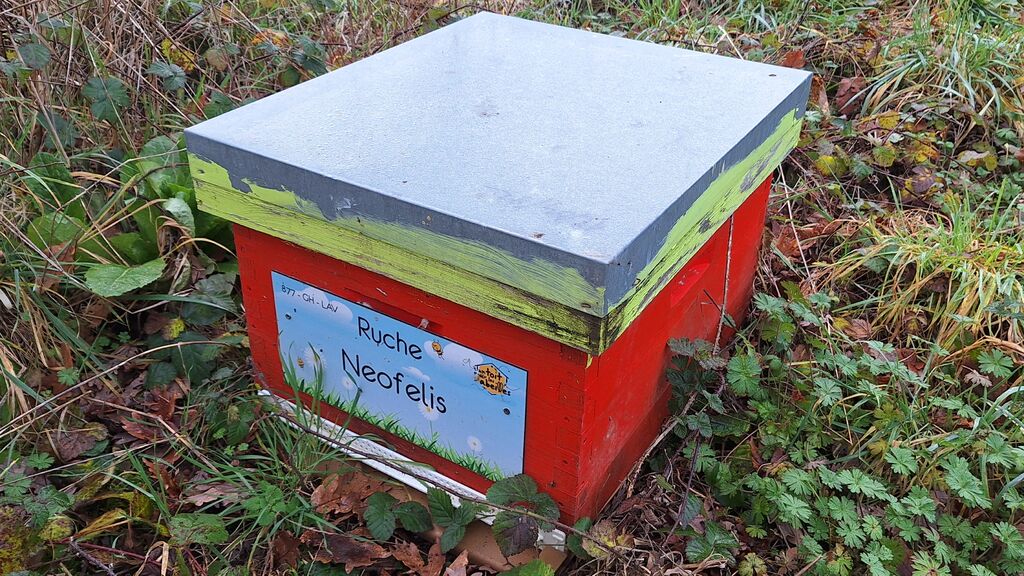 La ruche Neofelis