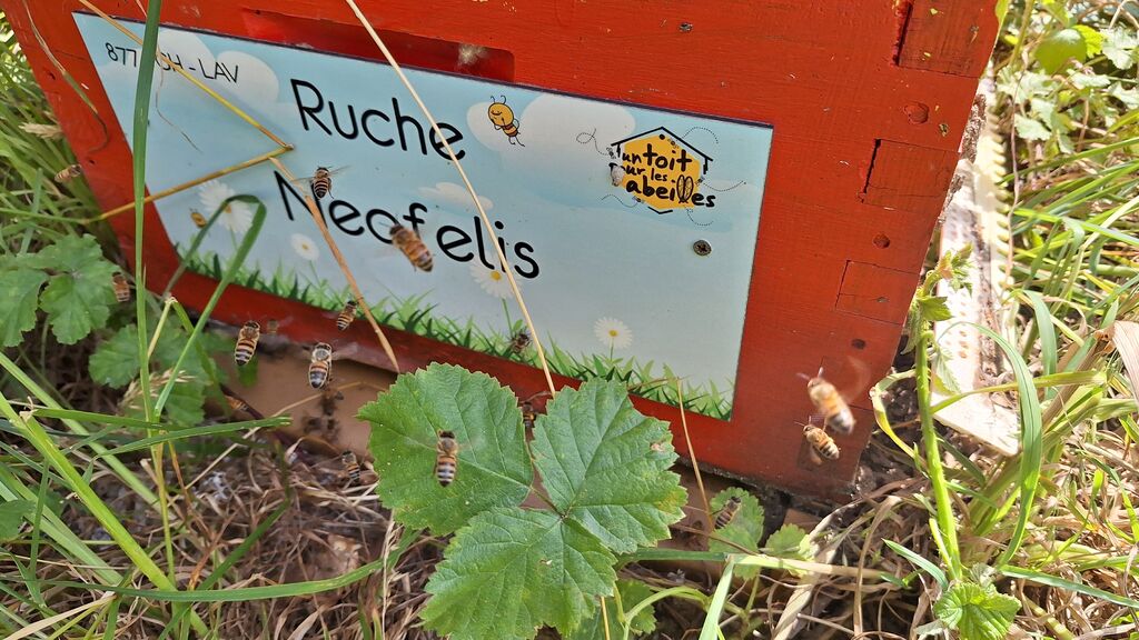 La ruche Neofelis