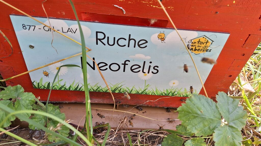 La ruche Neofelis