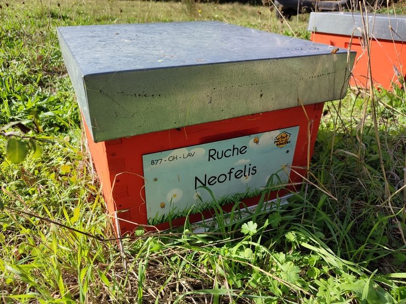 La ruche Neofelis