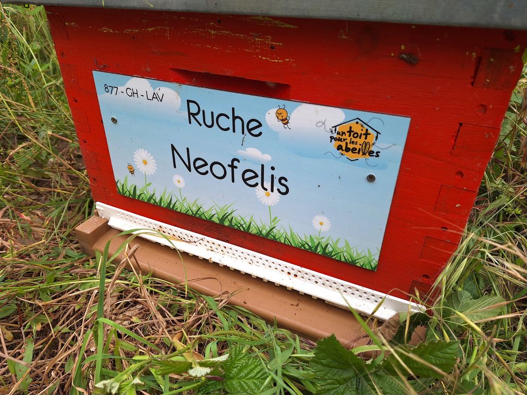 La ruche Neofelis