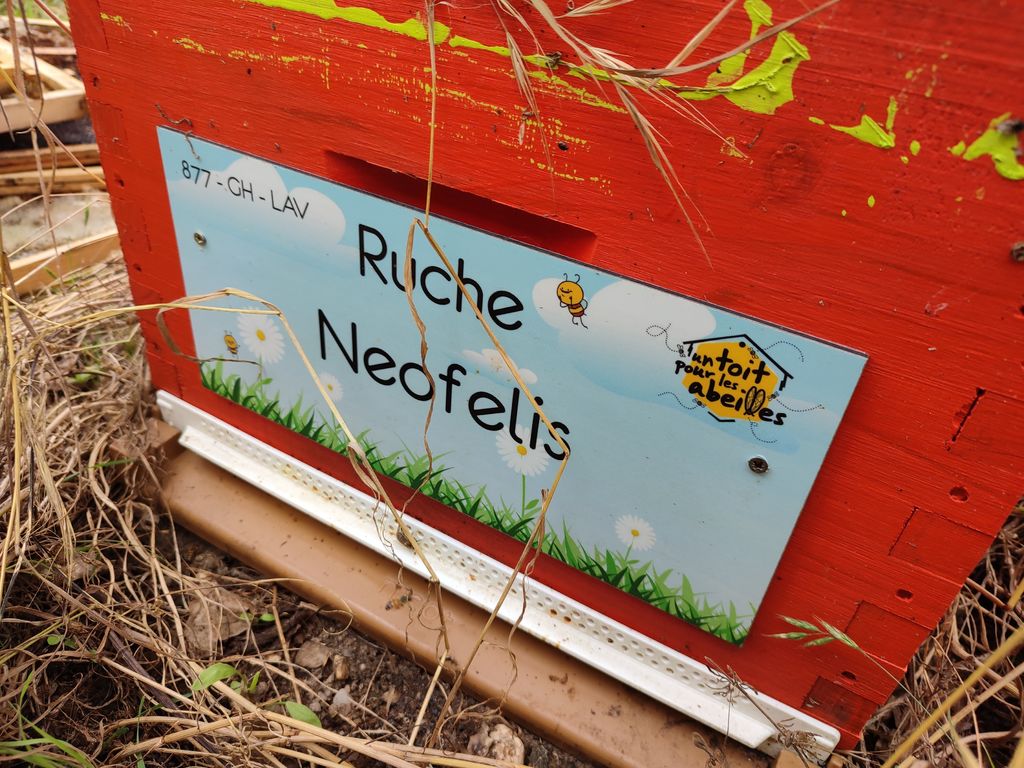 La ruche Neofelis