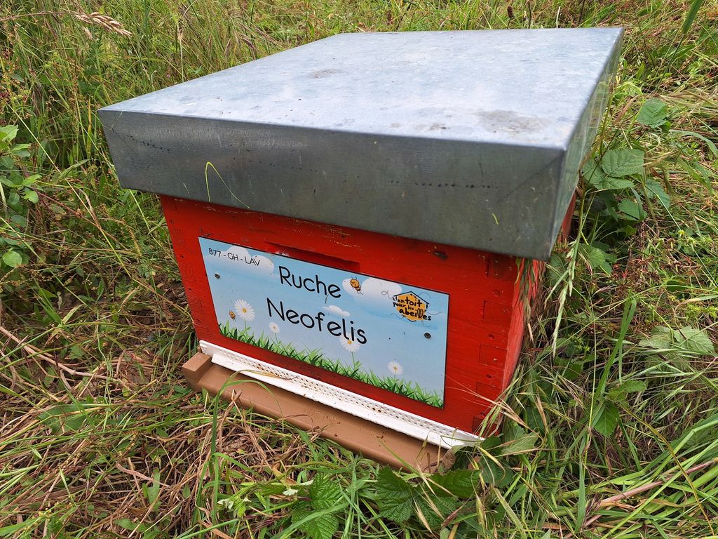 La ruche Neofelis