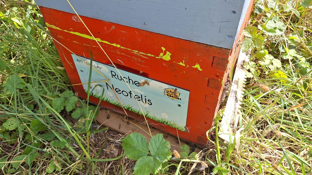La ruche Neofelis