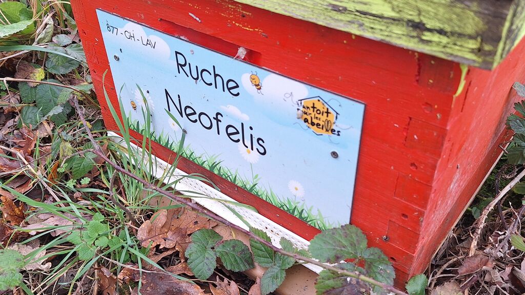 La ruche Neofelis