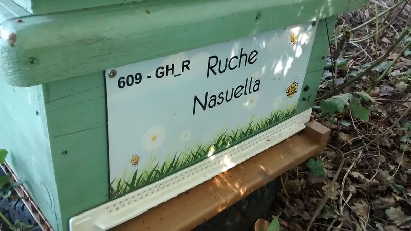 La ruche Nasuella