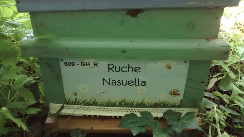 La ruche Nasuella
