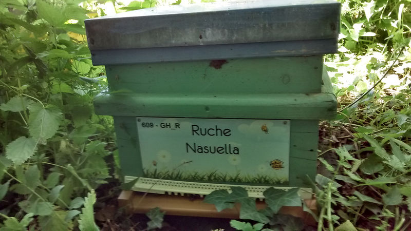 La ruche Nasuella