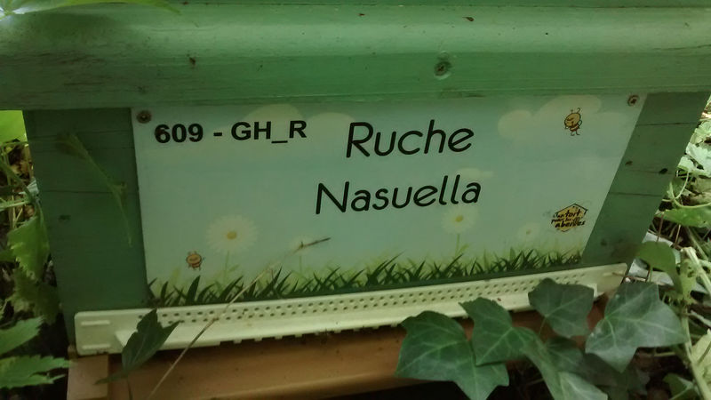 La ruche Nasuella