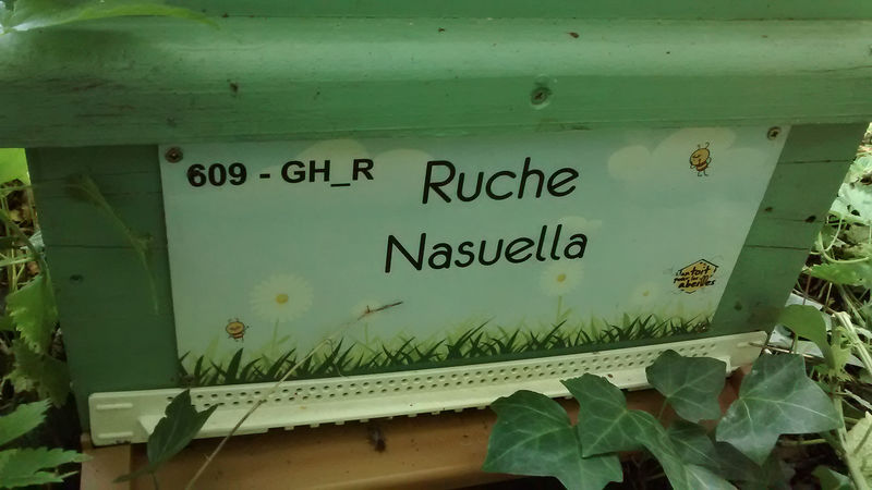 La ruche Nasuella