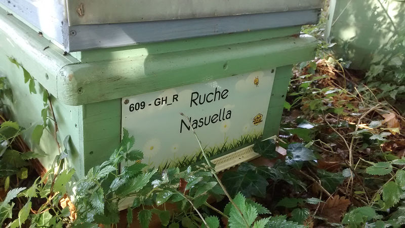 La ruche Nasuella