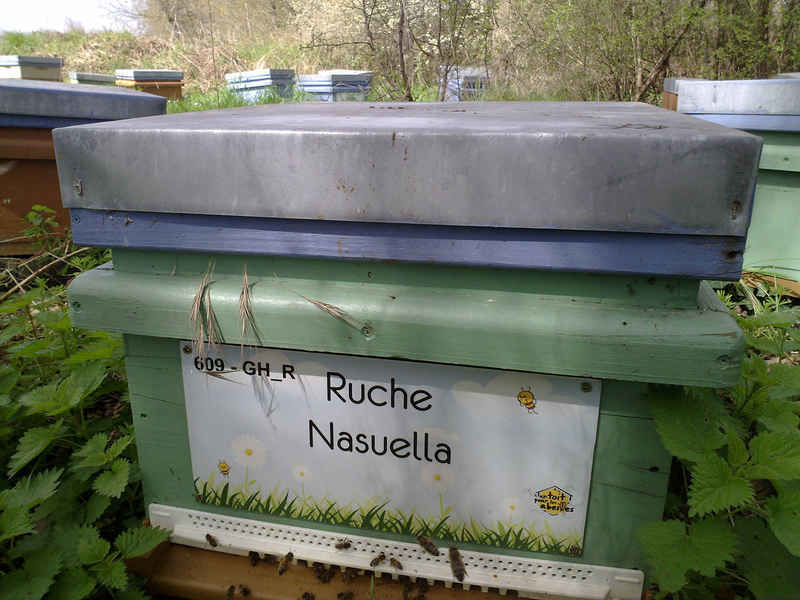 La ruche Nasuella
