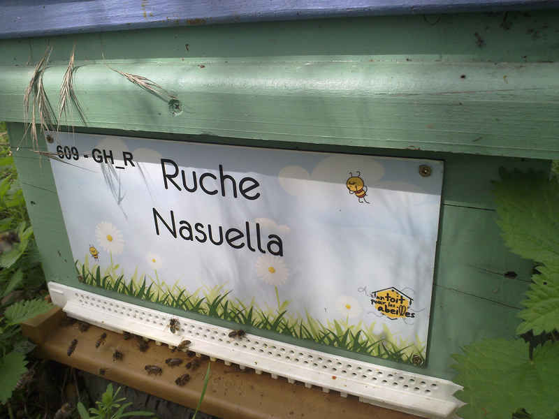 La ruche Nasuella