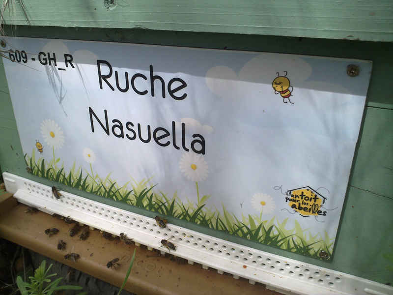 La ruche Nasuella