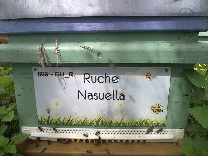 La ruche Nasuella