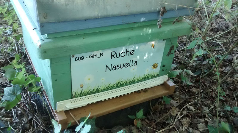 La ruche Nasuella