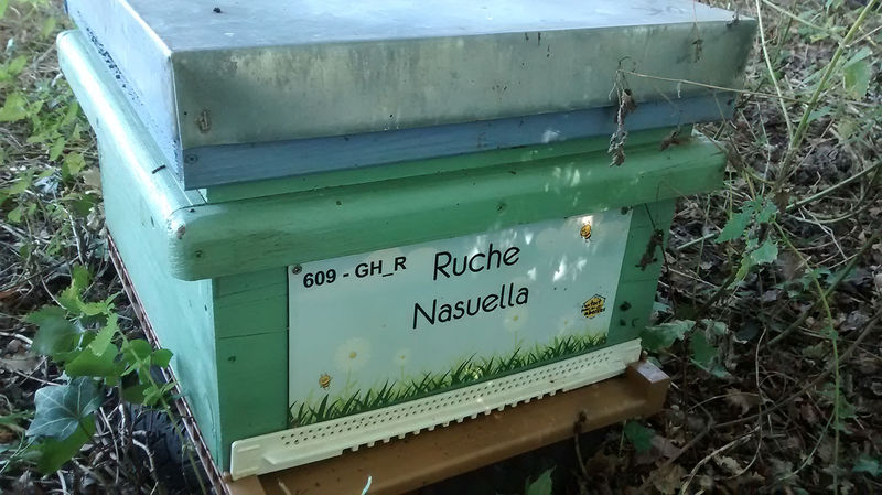 La ruche Nasuella
