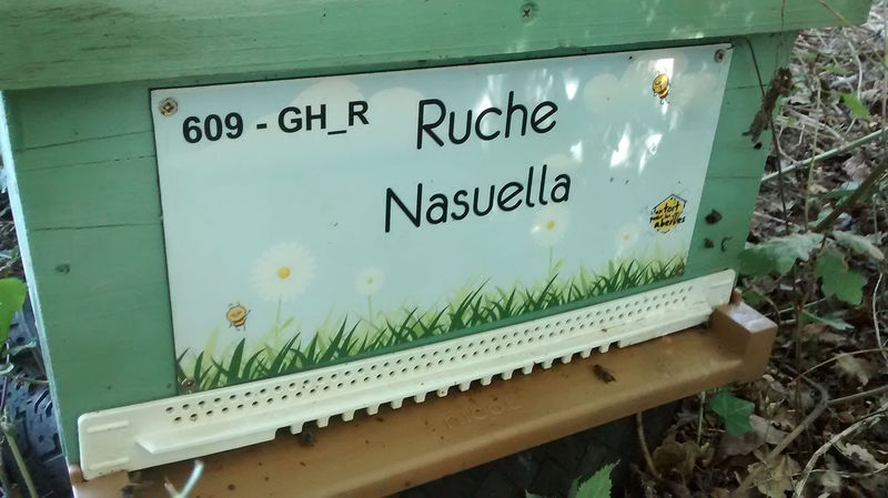 La ruche Nasuella