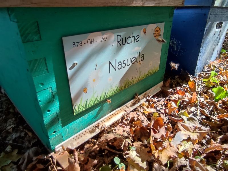 La ruche Nasuella