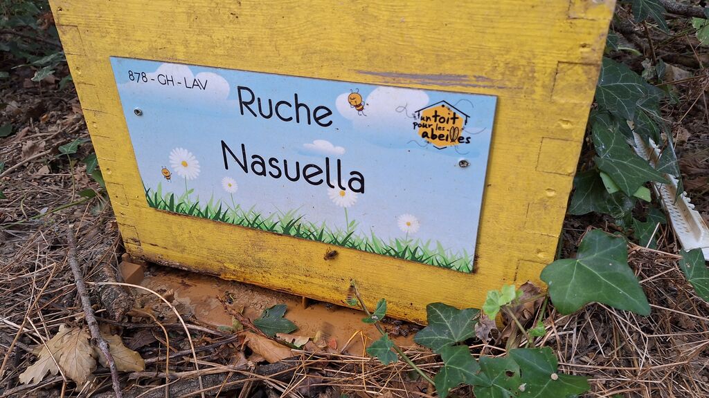 La ruche Nasuella