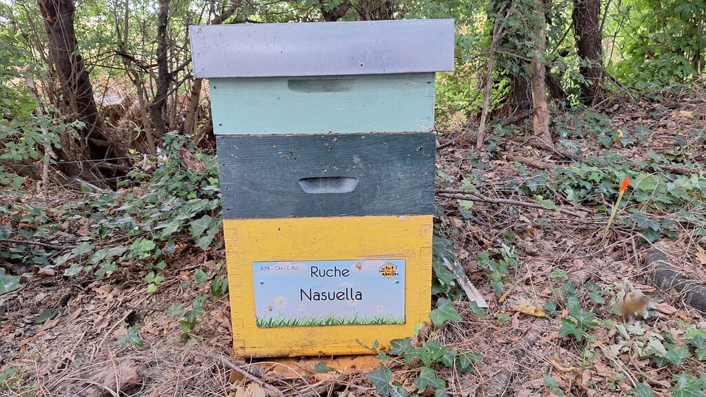 La ruche Nasuella