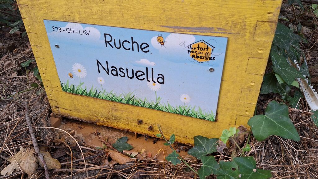 La ruche Nasuella