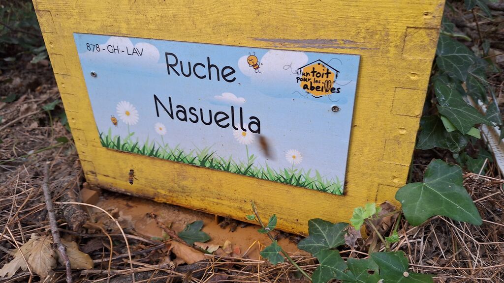 La ruche Nasuella