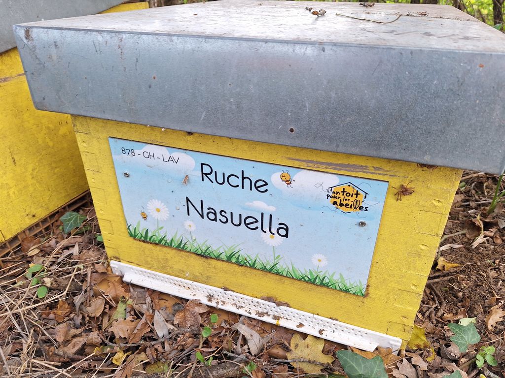 La ruche Nasuella
