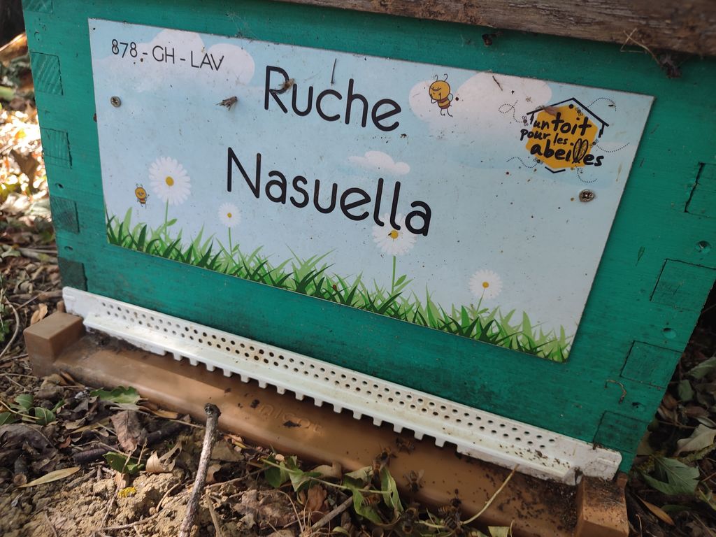 La ruche Nasuella