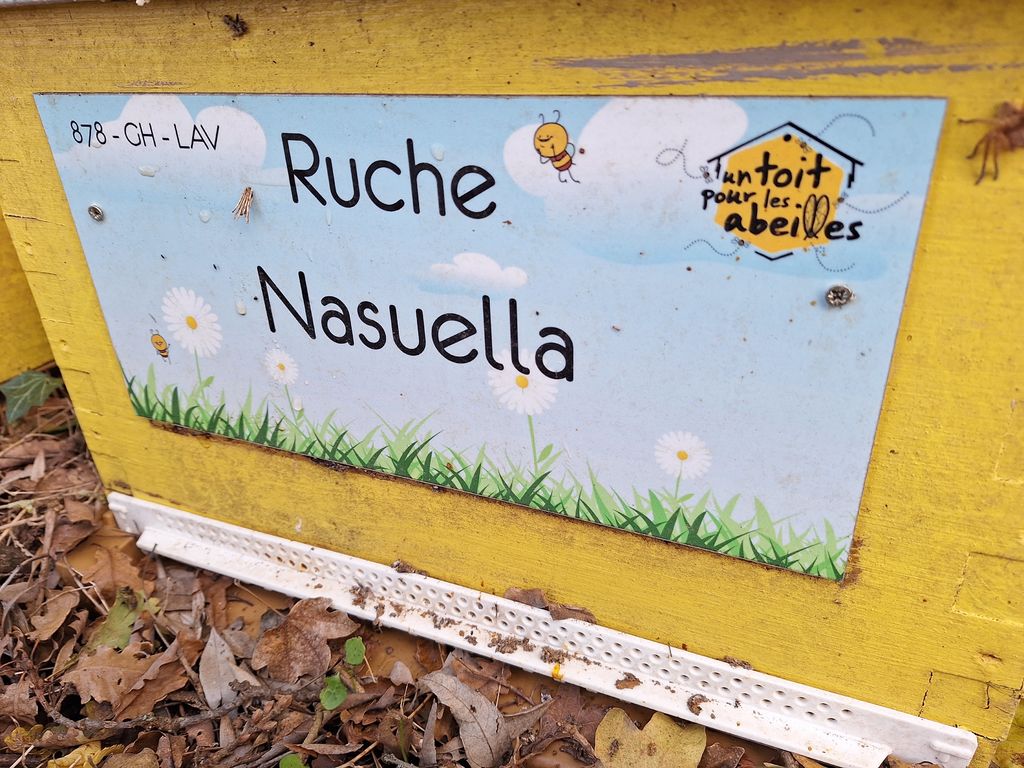 La ruche Nasuella