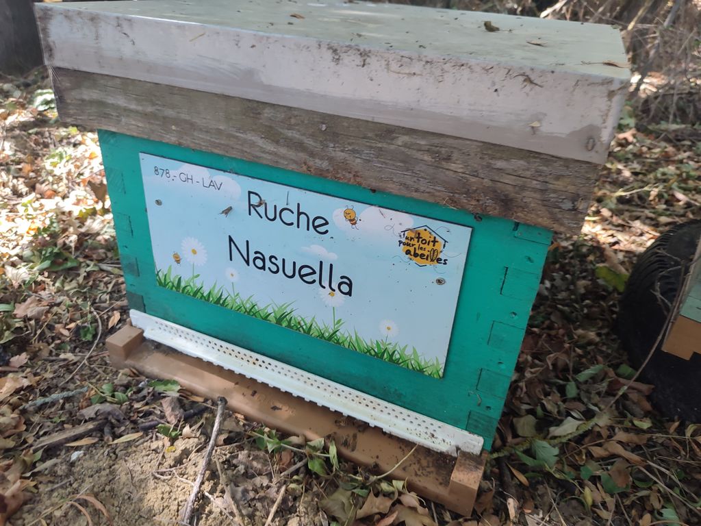 La ruche Nasuella