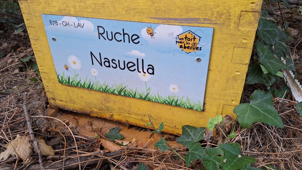 La ruche Nasuella