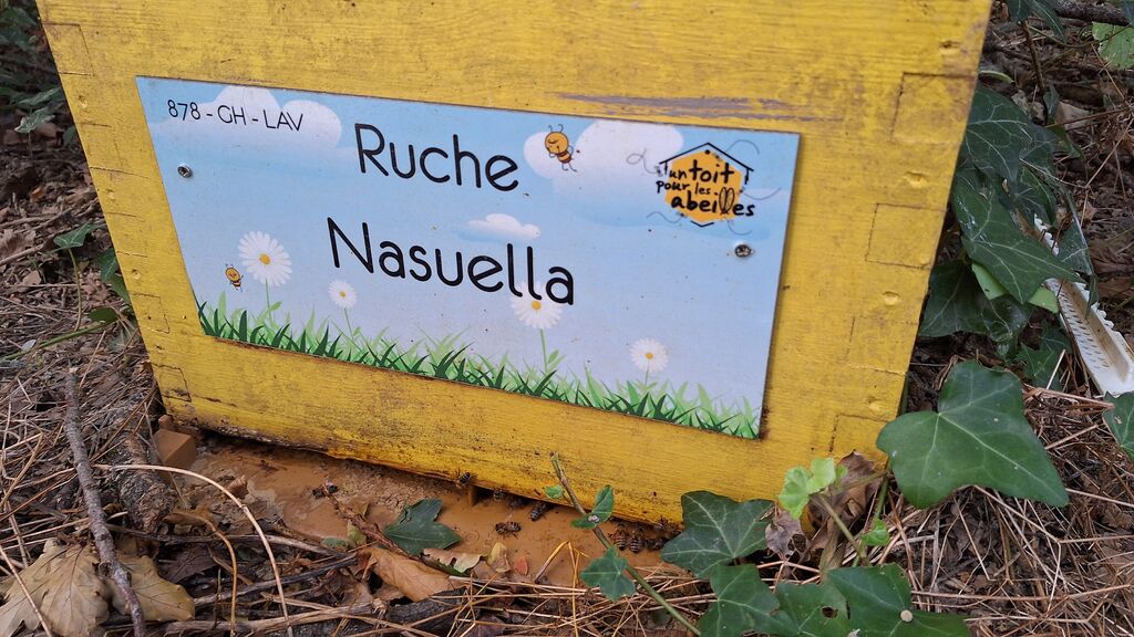 La ruche Nasuella