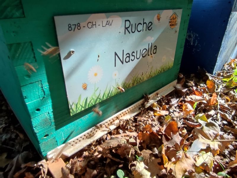 La ruche Nasuella