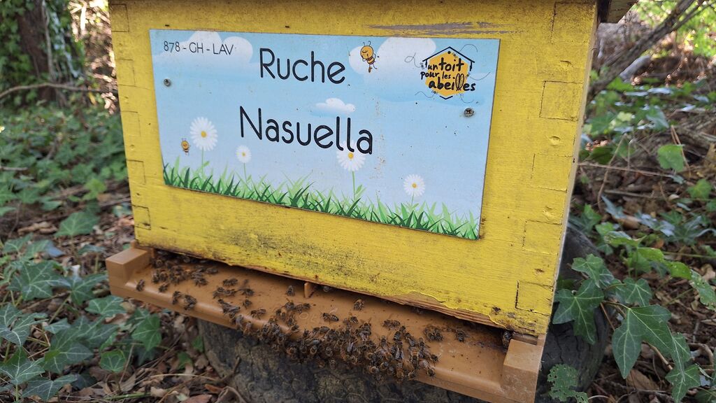 La ruche Nasuella